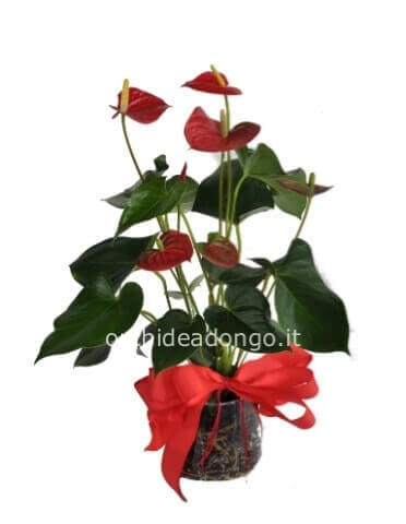 Pianta di anthurium confezionata con vaso in ceramica ( h.55cm circa)