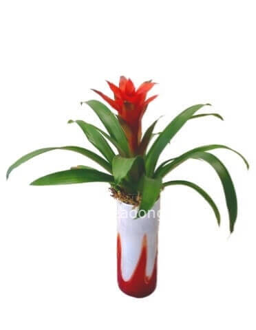 Pianta di guzmania confezionata con cura (altezza 45cm circa). Il prezzo è senza vaso.