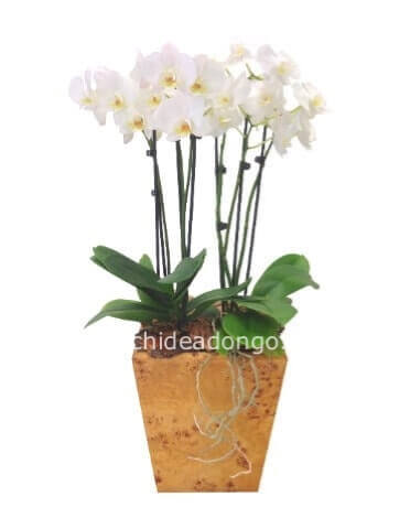 Pianta di phaleonopsis con uno stelo confezionata