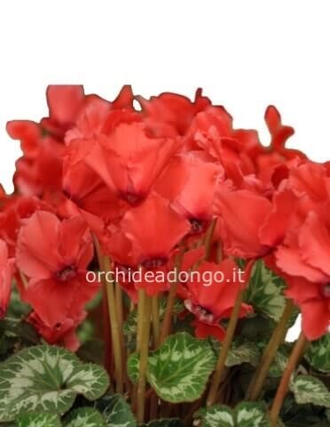 Pianta di ciclamino.