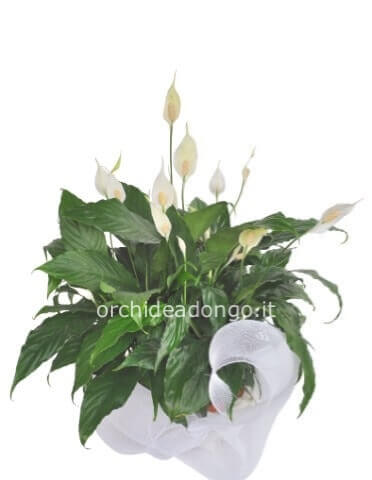Pianta di Spathifillum vaso 17 altezza 60cm