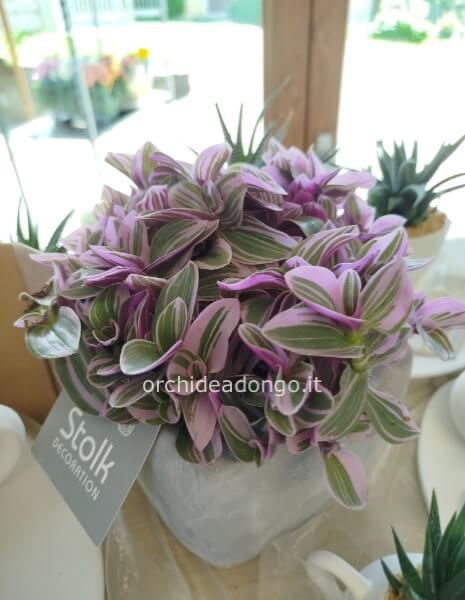 Pianta tradescantia