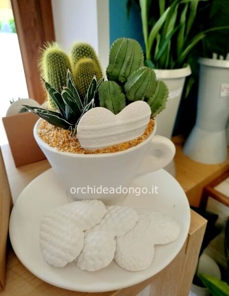 Composizione Piante grasse