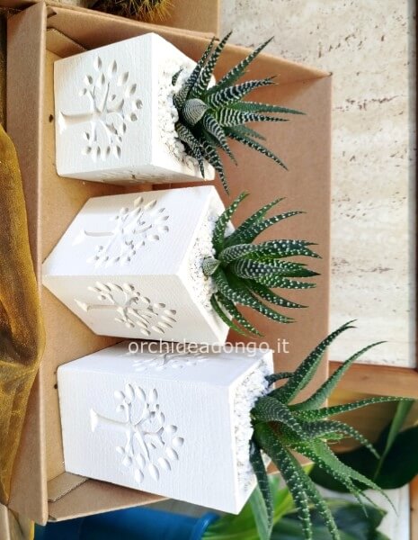 Composizione Piante grasse composta da 3 piante su diverse altezze cm.9- cm.12- cm.15