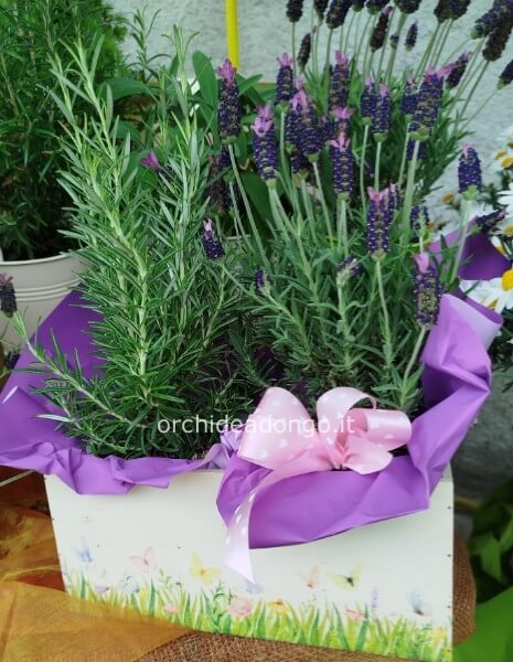 Cassettina con 2 diverse piante di aromi