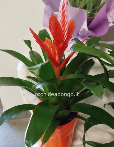 Bromelia con vaso 