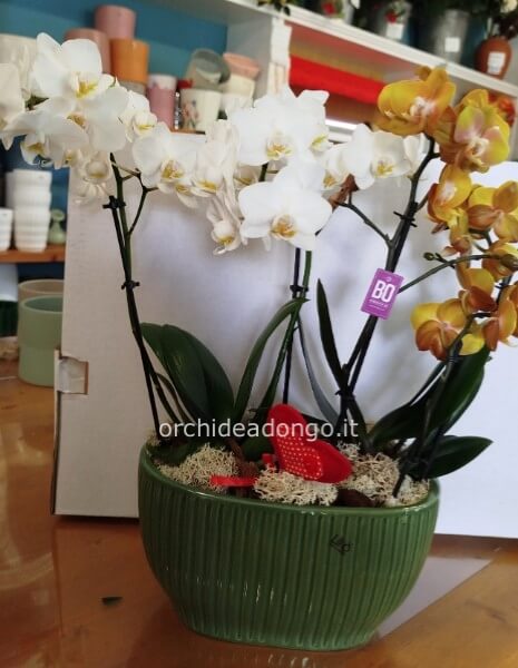 Composizione 2 orchidee in vaso