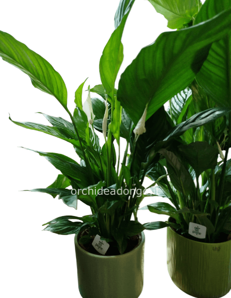 Pianta di sphathipillium