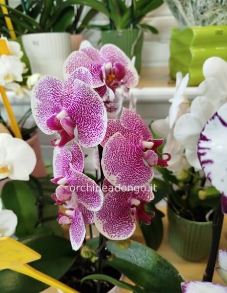 Orchidea phalenopsis 1 ramo ad arco con portavaso in ceramica h.50cm.