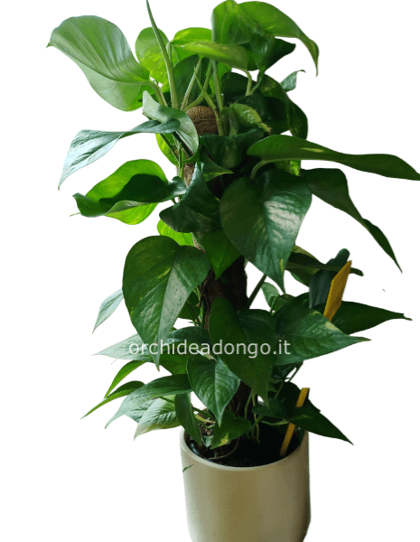 Potos alberello h70cm con portavaso