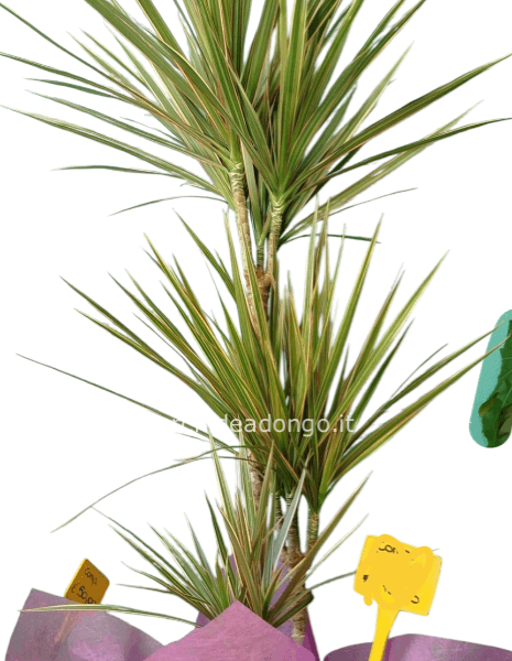 Dracena marginata h.120 cm. Con portavaso in ceramica