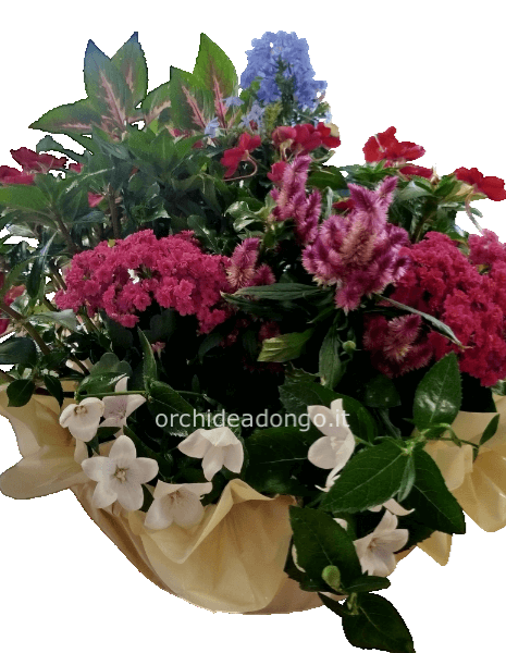 Ciotola mix piante da esterno (adatte alla stagionalità in corso)diam.25 h.35cm.