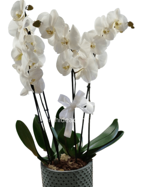 Composizione orchidee in vaso diam.20 h. 75 cm circa
