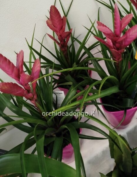 Pianta bromelia tillandsia