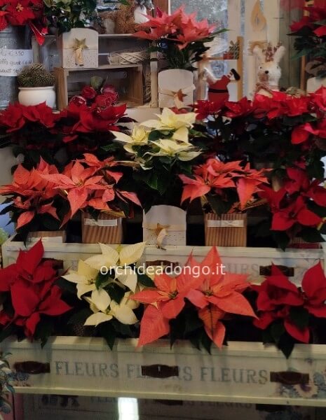 Stella di natale v.12 h.25cm circa in confezione regalo