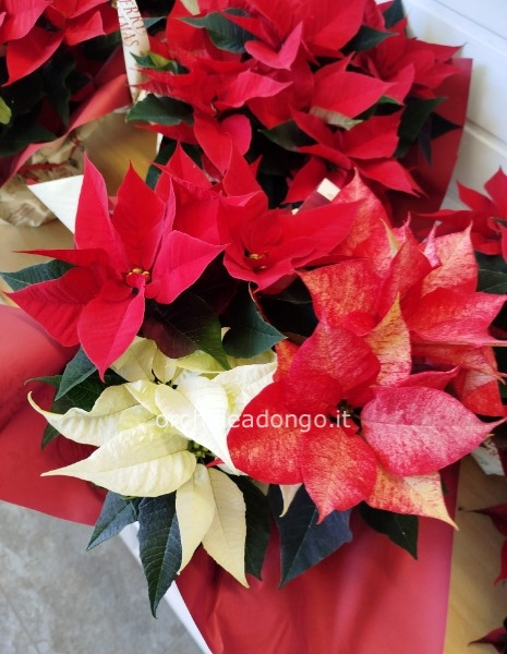 Stella di natale in ciotola d.17 h. 20cm circa rossa o tricolore