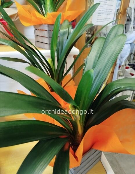Clivia Minata Orange h. 60/70 cm  vaso diam.16