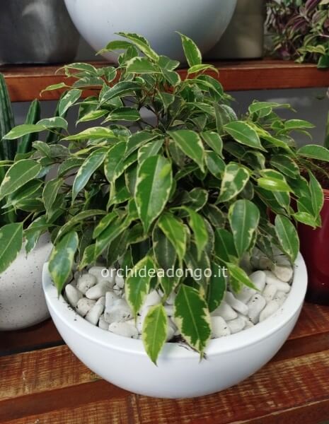 Ficus beniamino variegato nano con vaso in ceramica diam 25 cm. H.30 cm circa